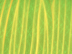 Lade das Bild in den Galerie-Viewer, Glow Rosi CL
